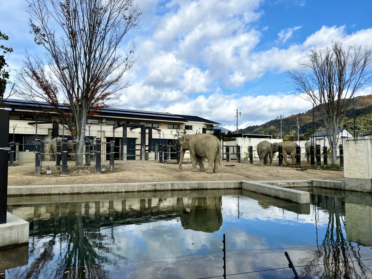 京都市動物園のゾウです。
