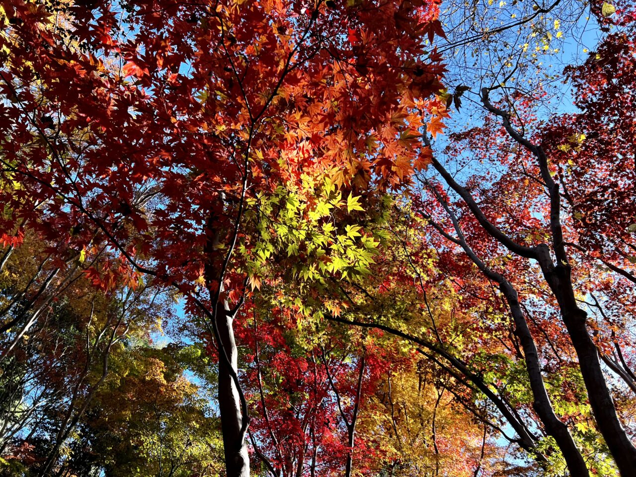 神峯山寺の紅葉の写真です。