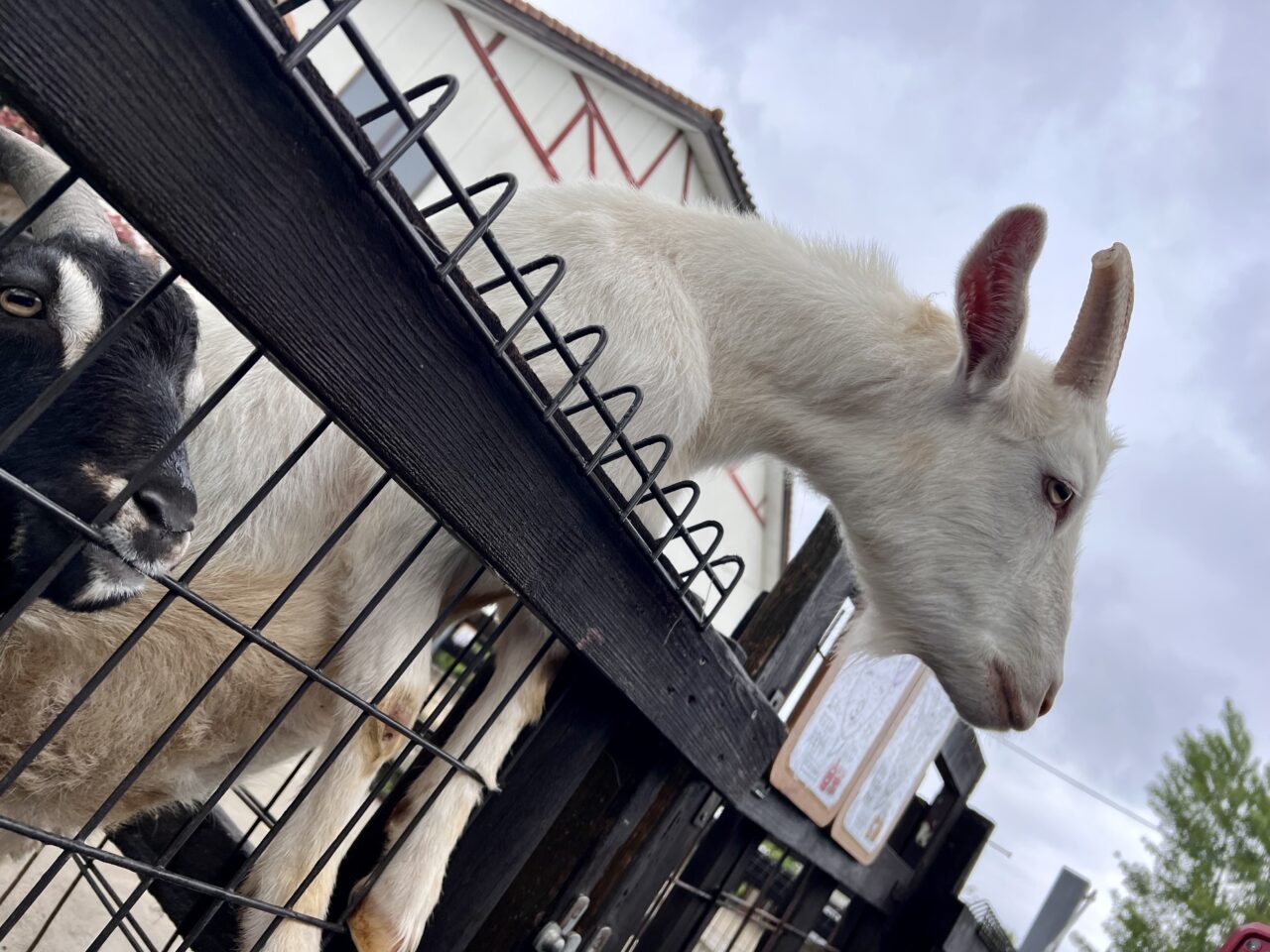 道の駅アグリパーク竜王の動物ふれあい広場のヤギです。