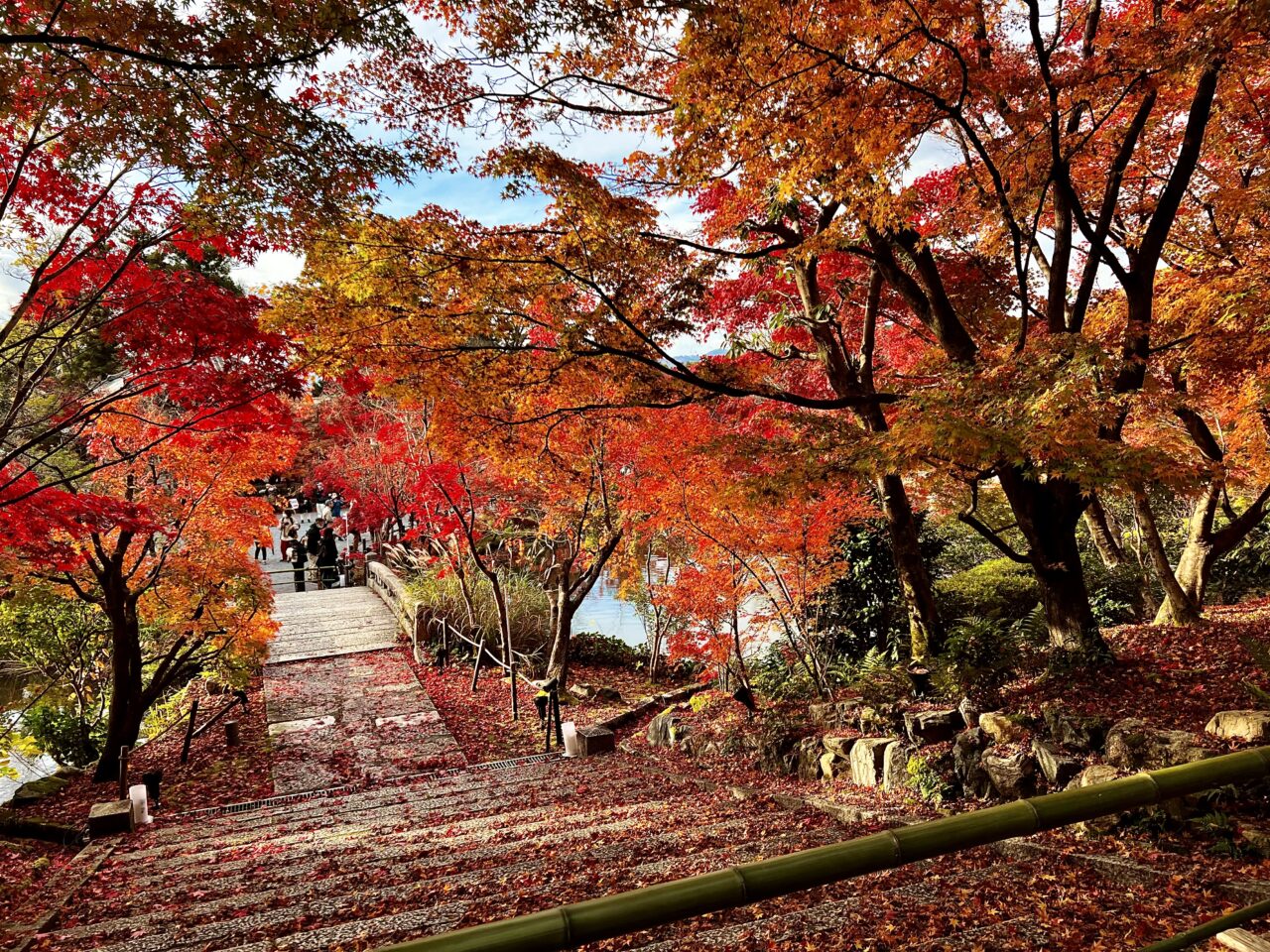 永観堂の紅葉のじゅうたんです。