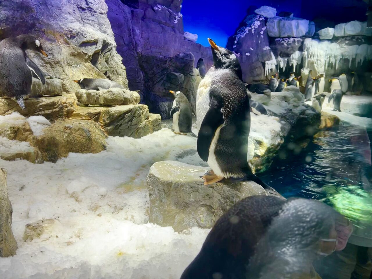 海遊館のペンギンです。