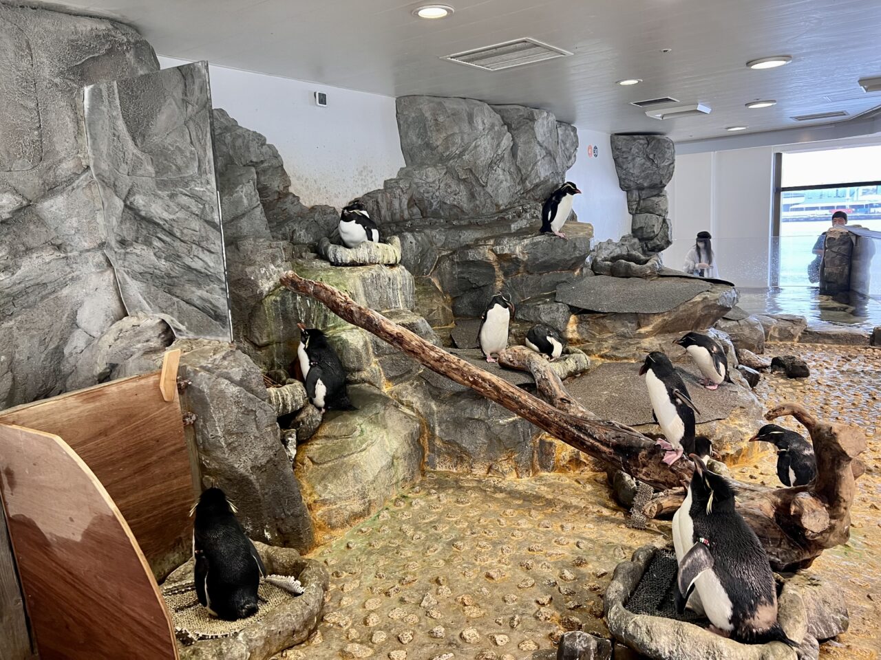 海遊館のペンギンです。