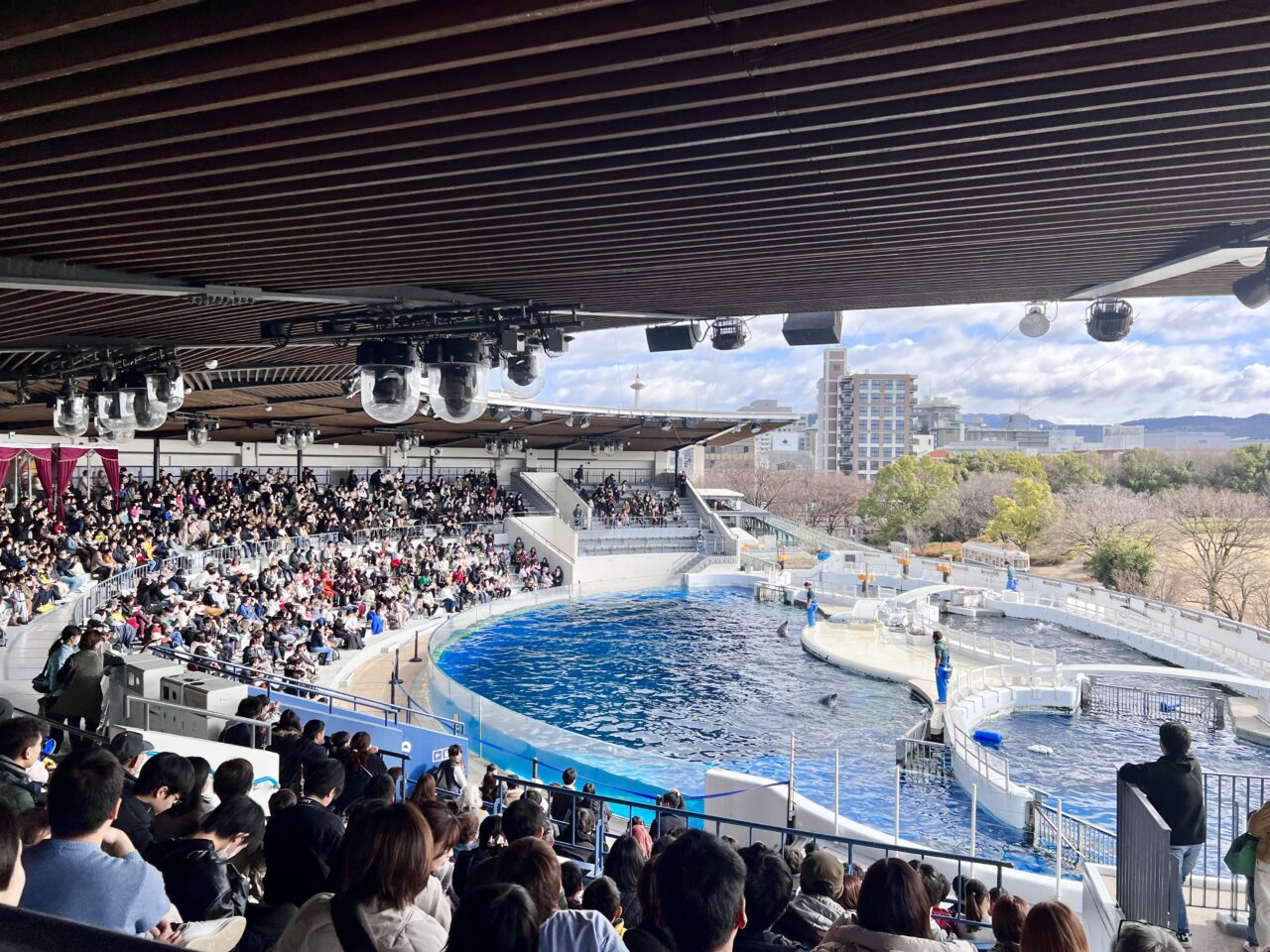 京都水族館のイルカショー
