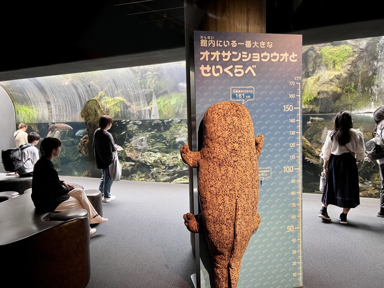 京都水族館のオオサンショウウオとせいくらべ