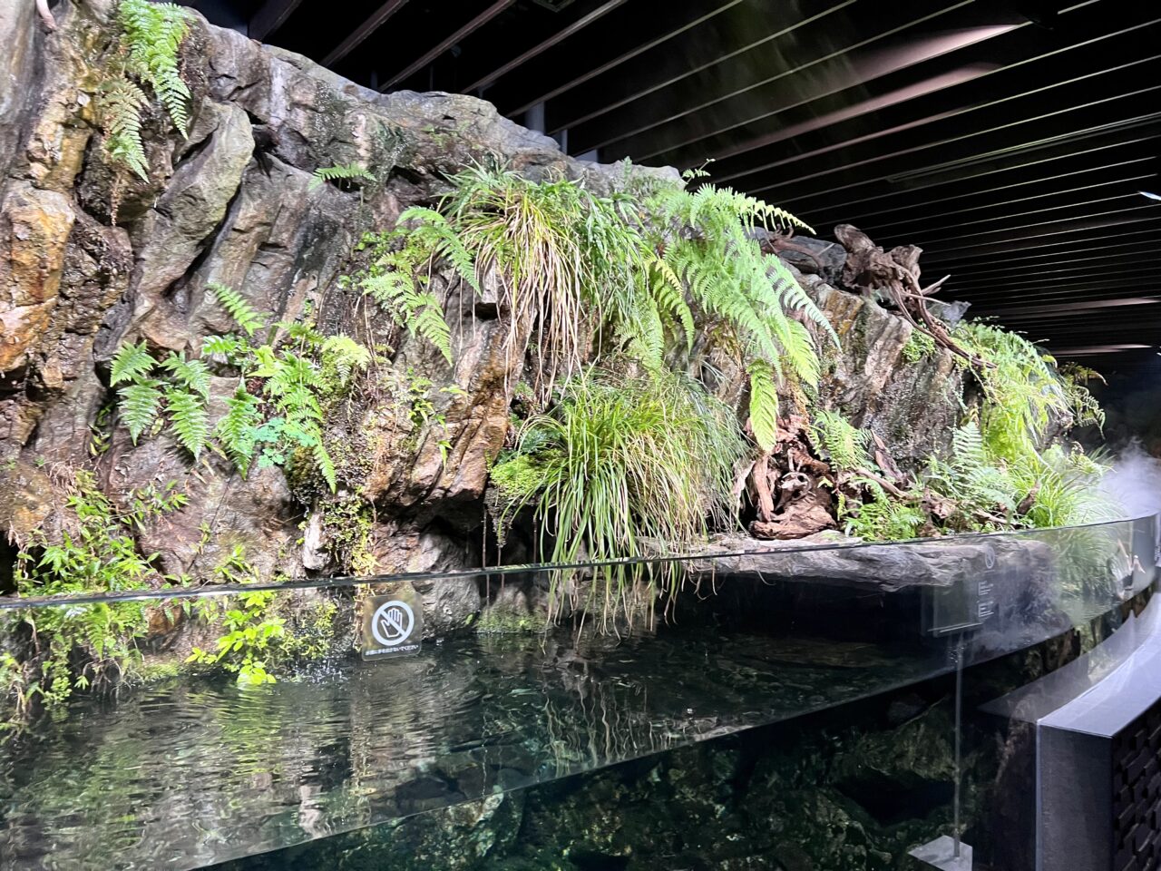 京都水族館のオオサンショウウオ。京の川ゾー。