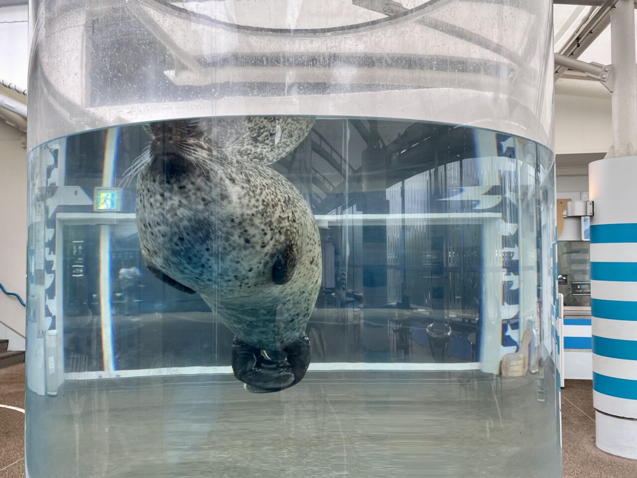 京都水族館のゴマフアザラシ