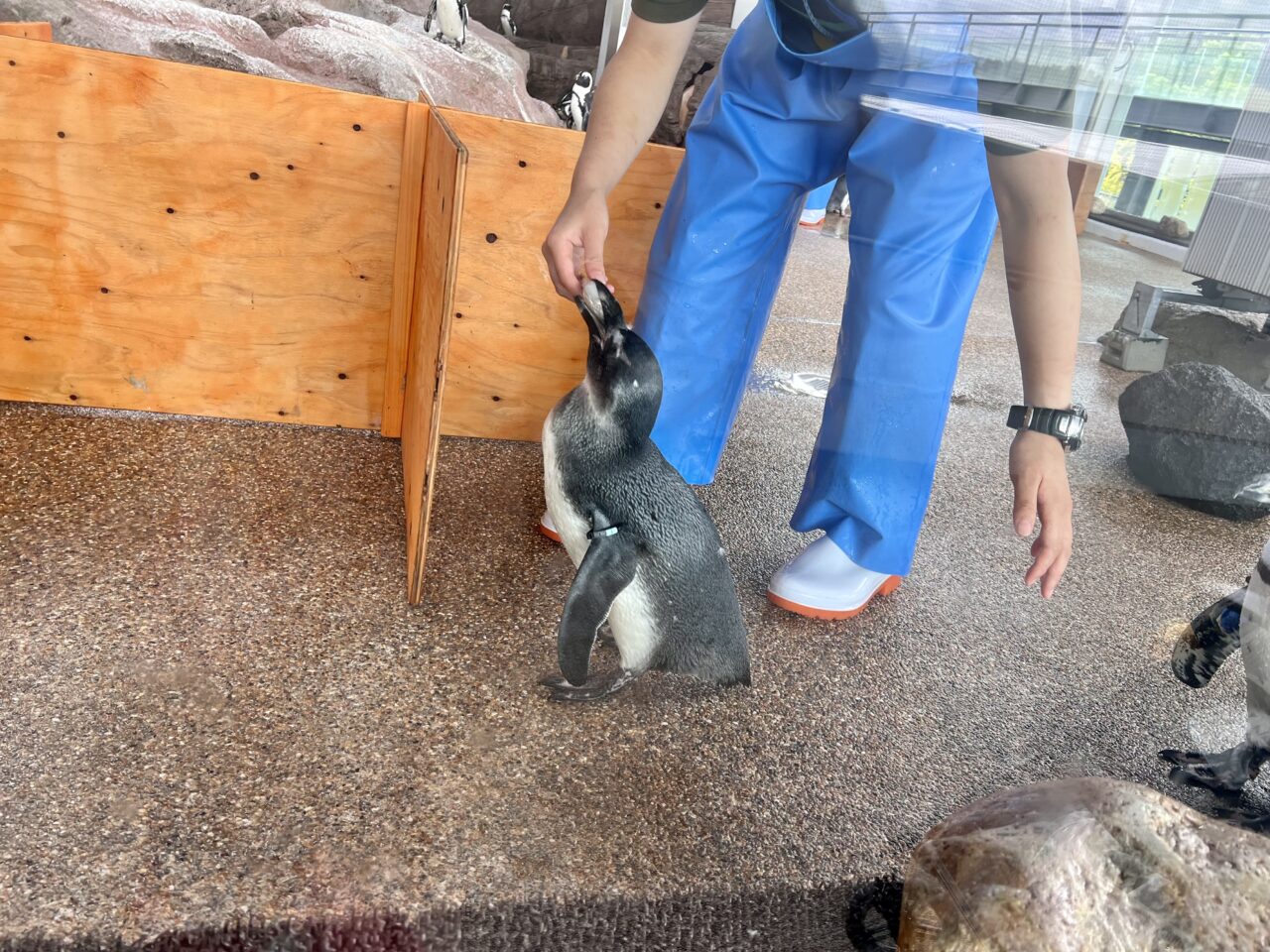 京都水族館のペンギンにエサやり