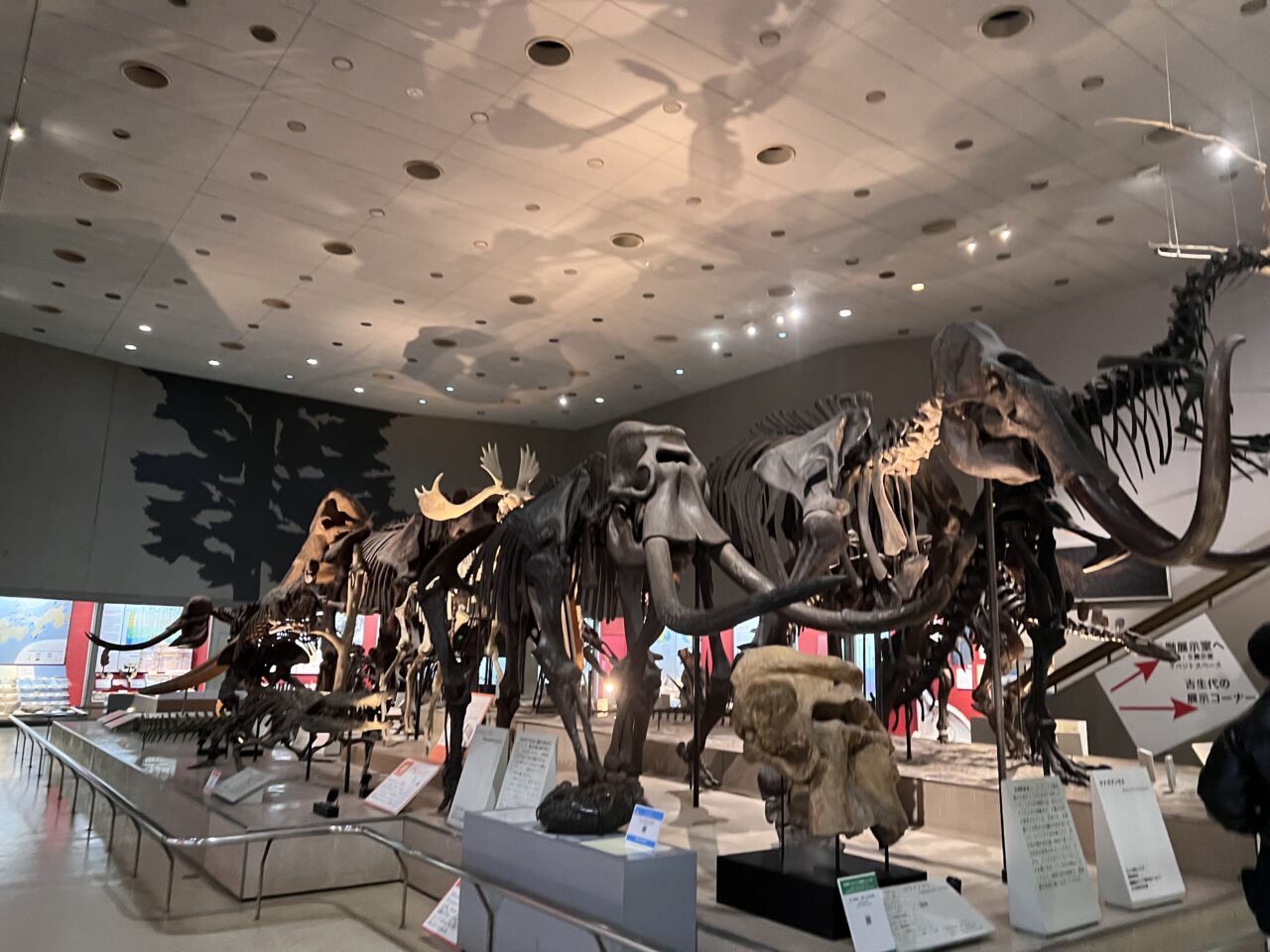 大阪市立自然史博物館のゾウの標本