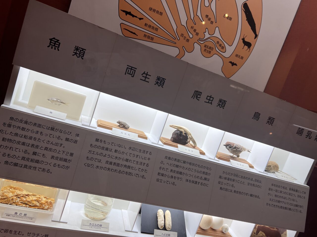 大阪市立自然史博物館の標本