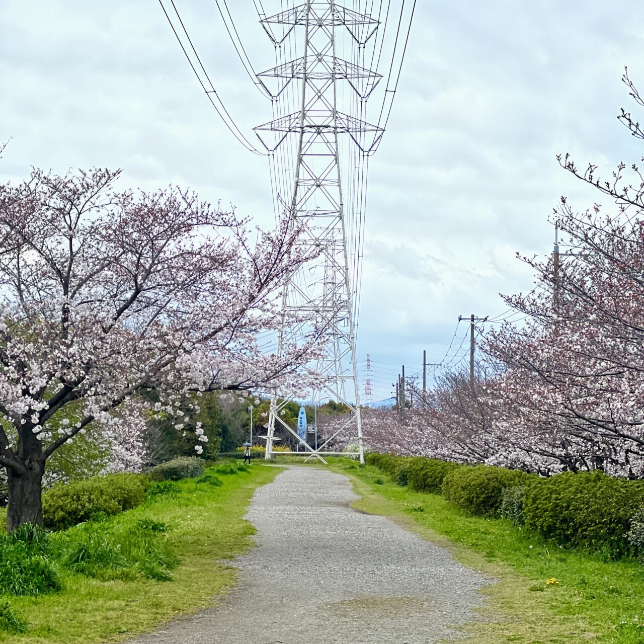 深北緑地公園の桜