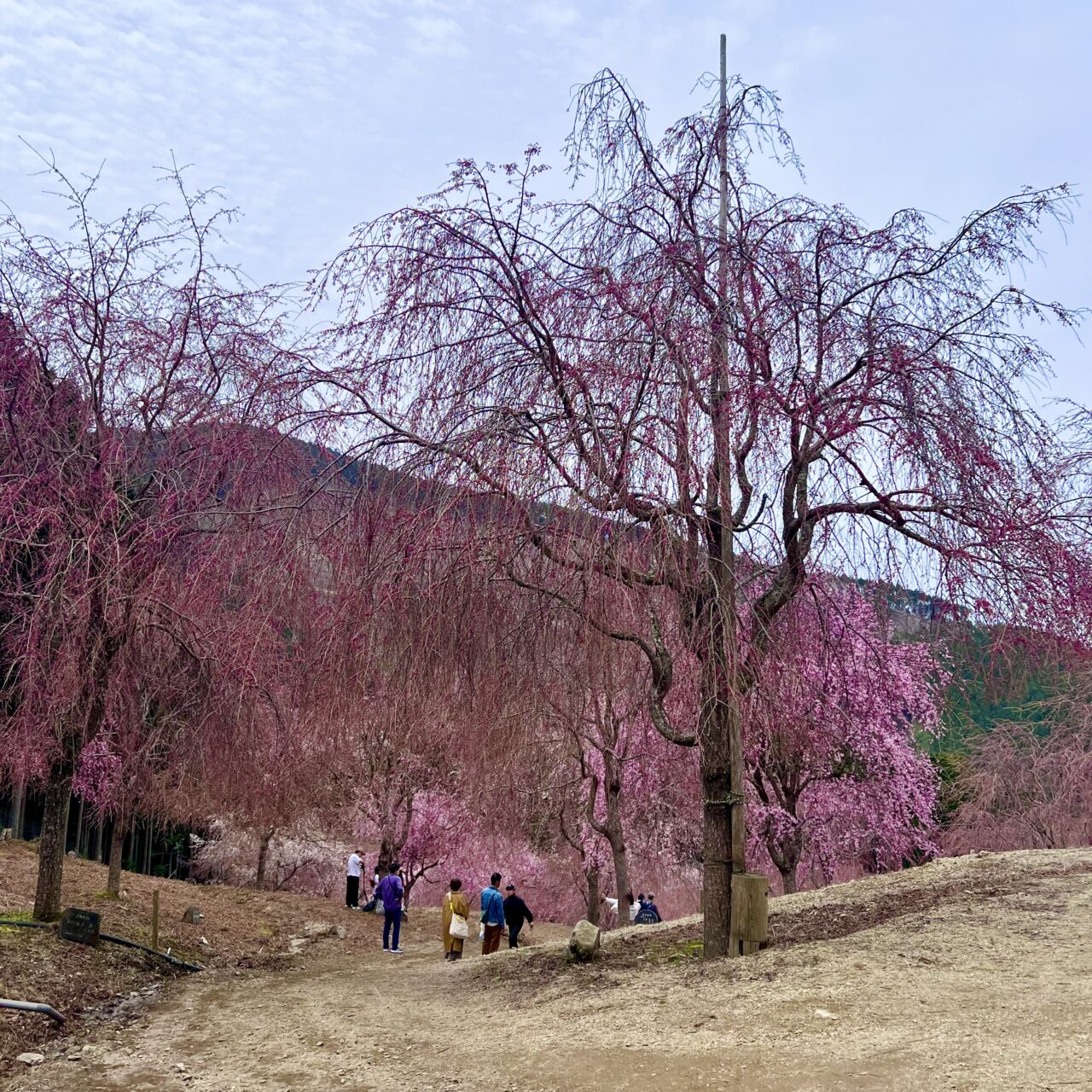 高見の郷の桜